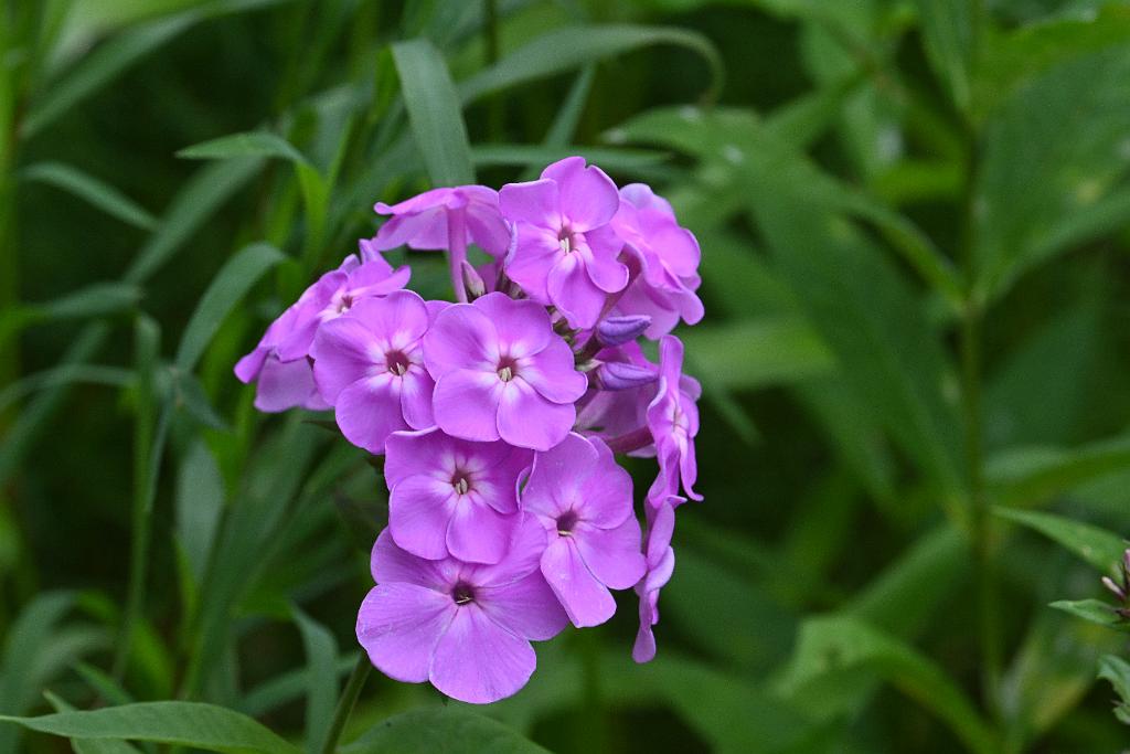 2025-07059395 River Bend Farm, MA.JPG - Garden Phlox. River Bend Farm, MA, 7-5-2025